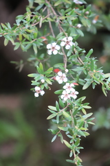 Leptospermum grandifolium