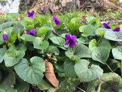 Viola odorata