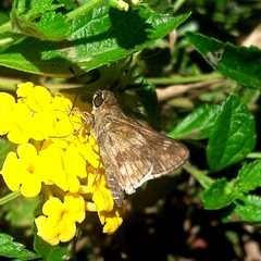 Callimormus saturnus