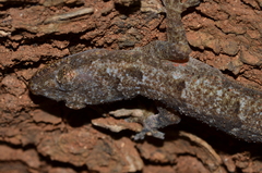 Hemidactylus mabouia