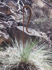 Xanthorrhoea quadrangulata