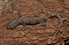 Hemidactylus mabouia