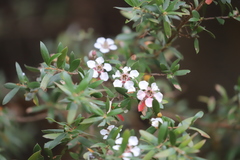 Leptospermum grandifolium