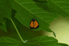 Paratype univitta