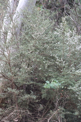 Leptospermum grandifolium