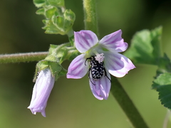 Oxythyrea