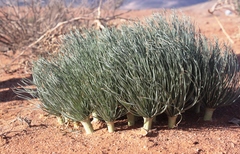 Gethyllis grandiflora