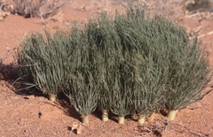 Gethyllis grandiflora