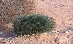 Gethyllis grandiflora