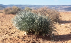 Gethyllis grandiflora