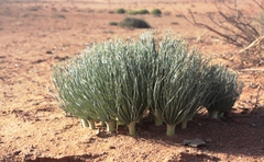 Gethyllis grandiflora