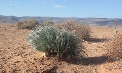 Gethyllis grandiflora