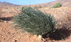 Gethyllis grandiflora