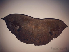 Lepidoptera