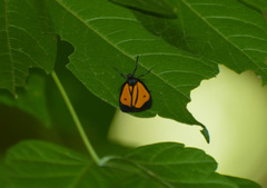 Paratype univitta