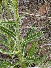 Berkheya discolor