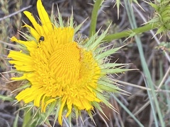 Berkheya discolor