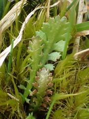 Leptinella