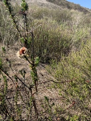 Eriogonum fasciculatum