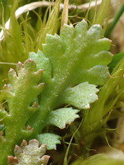 Leptinella