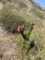 Eriogonum fasciculatum