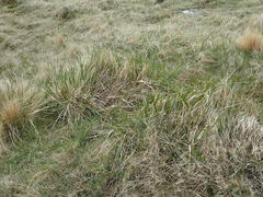 Anthoxanthum redolens