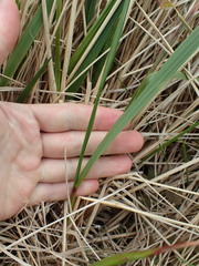 Anthoxanthum redolens