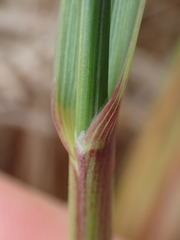 Anthoxanthum redolens