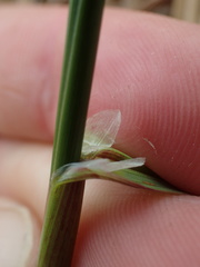 Anthoxanthum redolens