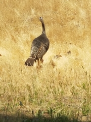 Meleagris gallopavo