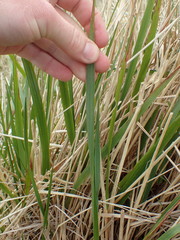 Anthoxanthum redolens