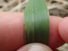 Anthoxanthum redolens