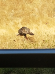 Meleagris gallopavo