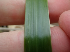 Anthoxanthum redolens