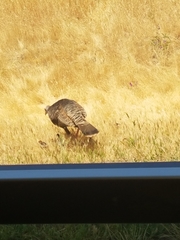Meleagris gallopavo