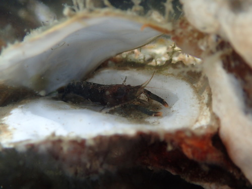 Hooded Shrimp, photo 8 of 10