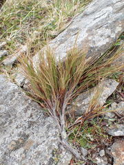 Dracophyllum acerosum