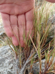 Dracophyllum acerosum