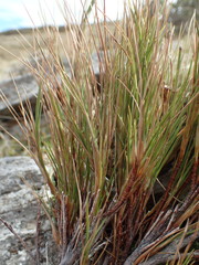 Dracophyllum acerosum
