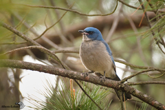 Transvolcanic Jay photo 3