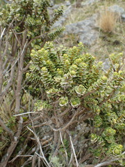 Olearia nummulariifolia