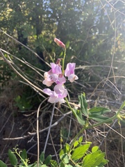 Lathyrus vestitus