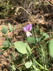 Lathyrus vestitus