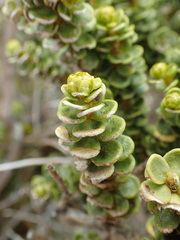 Olearia nummulariifolia