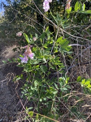 Lathyrus vestitus