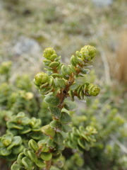 Olearia nummulariifolia