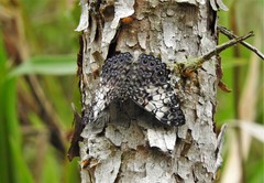 Hamadryas fornax