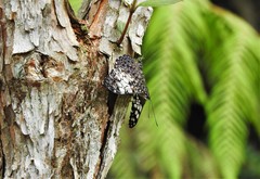 Hamadryas fornax