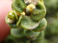 Olearia nummulariifolia