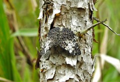 Hamadryas fornax